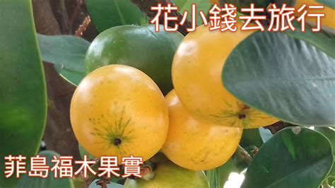 福木果實季節|福木 (Garcinia multiflora)